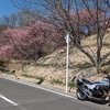 瀬戸内の河津桜を見てきた