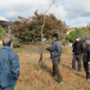 桜の園　講習～剪定～ぼんぼり