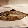 心にのこる魚たち①