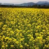小布施橋の菜の花