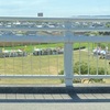 袋井の花火大会！会場の袋井駅、愛野駅の近くの飲食店やコンビニまとめ！