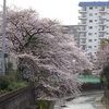 高田馬場の花情報