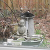 American Goldfinch in Winter Color