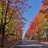 今朝の北千里の三色彩道