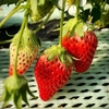 愛知・南知多でイチゴ狩り&#127827;