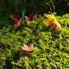 那谷寺「苔と紅葉」