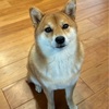おらの初仕事