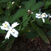 高尾山の花　シャガ