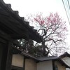 江戸時代濃いピンクの梅が好まれていた様です。