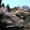 鎌倉・桜の名所