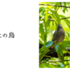 地上の鳥