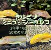 アルビノミニブッシ―プレコ画像集！成長過程も紹介します！