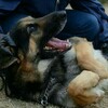 ねぇ…あの動物達のお墓どうなったかな
