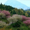 不動尊　一心寺の八重桜&#10048;　（４月１５日撮影）