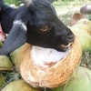 ヤギたちのBUKO（＝ココナツ）パーティー