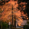 紅葉を撮りに日光へ。いつもと少し違う場所を歩く。