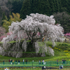奈良の桜の絶景スポット！又兵衛桜(本郷の瀧桜)や大野寺とかお花見バイクツーリング