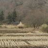 新春の里山（横浜市舞岡公園）