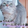 サバトラまぁちゃんのチャームポイント講座