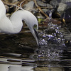 野川の川べりを，野鳥の写真を撮りながら歩いてきた・その2（大きめの鳥と水鳥編）【東京バードウォッチング】