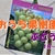 【おうち果樹園】家庭菜園で美味しい葡萄栽培にチャレンジ！１月～２月のピオーネとシャインマスカットの作業＜種苗法も理解しよう>