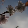 冬の桜。