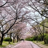 花 道 🌸