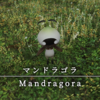 【FF14】 モンスター図鑑 No.034「マンドラゴラ(Mandragora)」