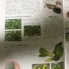 フトアゴさんの飼育日記+与えて良い野菜など