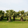 Benefits of Sabal Palms