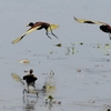 ベリーズ　水辺の Northern Jacana（ノーザン　ジャカナ） 