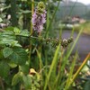 オーデコロンミントの花。ペニーロイヤルミントの種