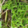 万葉集の世界に飛び込もう（その３２８５）―万葉一日一葉　「植物で見る万葉の世界」（國學院大學「万葉の花の会」発行）より」―ひかげ［ヒカゲノカズラ］