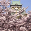 スタートは大阪城公園の桜から