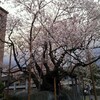 盛岡はとても肌寒いですが、石割桜は満開になりました！