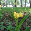多福寺の雑木林でキンランを