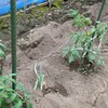 【農作業日誌】ネギを混植してみました