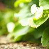 花～まだまだ梅雨はあけず