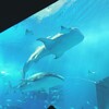 沖縄観光旅行 美ら海水族館