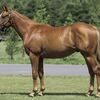 ハービンジャー産駒の牡馬について