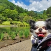 7月19日　定休日におでかけ　その３　鹿沼市古峯神社　御朱印　古峰園