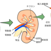 【健康事典】 《第０６章ー腎臓》身体の超高機能フィルター！