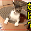 【癒し】うちの猫のトイレをする姿が可愛すぎる件はこちらです...