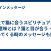 神社で猫に会うスピリチュアルな意味とは？猫と目が合う・寄ってくる時のメッセージも解説