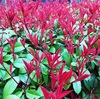 レッドロビンの赤い新芽