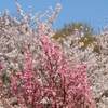 吉野山 桜 ２０２１年 開花 満開予想は？
