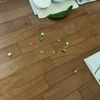昨日もキュウリを食べていたみーちゃん