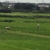 田んぼの草取り