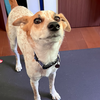 先生と呼ばれること。