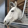 ドラッグストアの買い物は1000円になるようまとめて